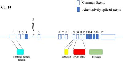 Transcription Factor-7-Like-2 (TCF7L2) in Atherosclerosis: A Potential Biomarker and Therapeutic Target